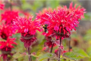 Monarda didyma 'Bee-Happy'® - Garten-Indianernessel 'Bee-Happy'®