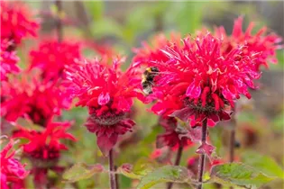 Monarda didyma 'Bee-Happy'® - Garten-Indianernessel 'Bee-Happy'®