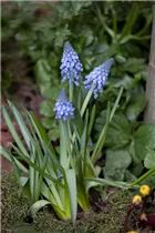 Muscari armeniacum 'Big Smile' - Traubenhyazinte 'Big Smile' Muscari armeniacum 'Big Smile' - Traubenhyazinte 'Big Smile'