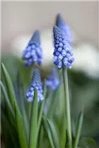 Muscari armeniacum 'Big Smile' - Traubenhyazinte 'Big Smile' Muscari armeniacum 'Big Smile' - Traubenhyazinte 'Big Smile'