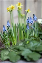 Muscari armeniacum 'Big Smile' - Traubenhyazinte 'Big Smile' Muscari armeniacum 'Big Smile' - Traubenhyazinte 'Big Smile'