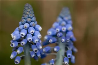 Muscari armeniacum 'Big Smile' - Traubenhyazinte 'Big Smile' Muscari armeniacum 'Big Smile' - Traubenhyazinte 'Big Smile'