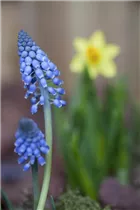 Muscari armeniacum 'Big Smile' - Traubenhyazinte 'Big Smile' Muscari armeniacum 'Big Smile' - Traubenhyazinte 'Big Smile'