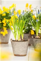 Muscari armeniacum 'Blue Pearl' - Garten-Traubenhyazinthe 'Blue Pearl'