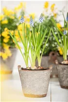 Muscari armeniacum 'Blue Pearl' - Garten-Traubenhyazinthe 'Blue Pearl'