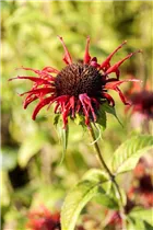 Monarda didyma 'Squaw' - Garten-Indianernessel 'Squaw'