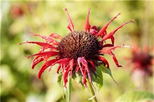 Monarda didyma 'Squaw' - Garten-Indianernessel 'Squaw'