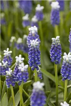 Muscari latifolium 'Grape Ice' - Traubenhyazinthe 'Grape Ice'