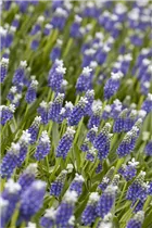 Muscari armeniacum 'Touch of Snow' - Traubenhyazinthe 'Touch of Snow'
