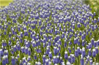 Muscari armeniacum 'Touch of Snow' - Traubenhyazinthe 'Touch of Snow'