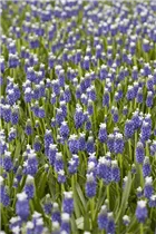 Muscari armeniacum 'Touch of Snow' - Traubenhyazinthe 'Touch of Snow'