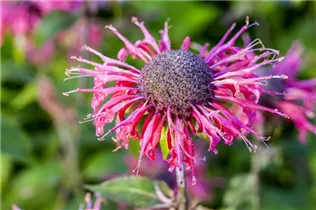 Monarda fistulosa - Röhrige Indianernessel