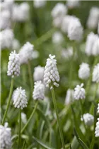 Muscari aucheri 'White Beauty' - Türkische Hyazinthe 'White Beauty'