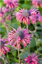 Monarda fistulosa 'Because' - Indianernessel