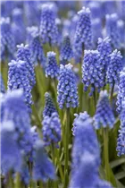 Muscari 'Blue Magic' - Traubenhyazinthe 'Blue Magic' Muscari 'Blue Magic' - Traubenhyazinthe 'Blue Magic'