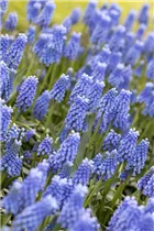 Muscari 'Blue Magic' - Traubenhyazinthe 'Blue Magic' Muscari 'Blue Magic' - Traubenhyazinthe 'Blue Magic'
