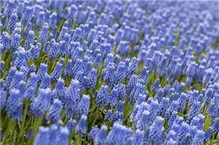 Muscari 'Blue Magic' - Traubenhyazinthe 'Blue Magic' Muscari 'Blue Magic' - Traubenhyazinthe 'Blue Magic'