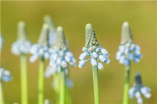 Muscari 'Blue Magic' - Traubenhyazinthe 'Blue Magic' Muscari 'Blue Magic' - Traubenhyazinthe 'Blue Magic'