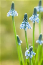 Muscari 'Blue Magic' - Traubenhyazinthe 'Blue Magic' Muscari 'Blue Magic' - Traubenhyazinthe 'Blue Magic'
