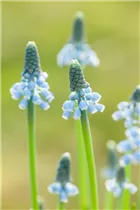 Muscari 'Blue Magic' - Traubenhyazinthe 'Blue Magic' Muscari 'Blue Magic' - Traubenhyazinthe 'Blue Magic'