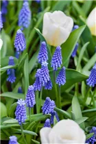 Muscari botryoides 'Superstar' - Bisamhyazinthe 'Superstar' 