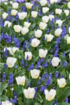 Muscari botryoides 'Superstar' - Bisamhyazinthe 'Superstar' 