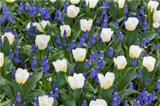 Muscari botryoides 'Superstar' - Bisamhyazinthe 'Superstar' 