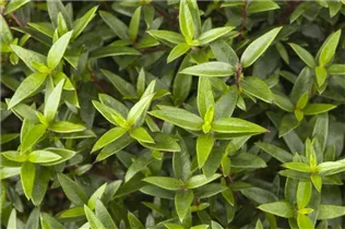 Myrtus communis - Brautmyrte Myrtus communis - Brautmyrte