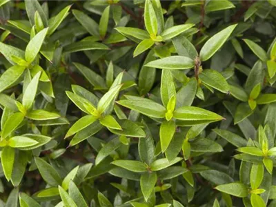 Myrtus communis - Brautmyrte Myrtus communis - Brautmyrte