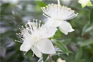 Myrtus communis - Brautmyrte Myrtus communis - Brautmyrte
