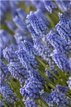 Muscari 'Early Magic' - Traubenhyazinthe 'Early Magic'