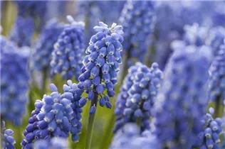 Muscari 'Early Magic' - Traubenhyazinthe 'Early Magic'