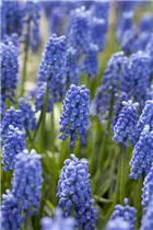 Muscari 'Early Magic' - Traubenhyazinthe 'Early Magic'