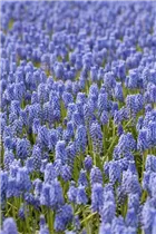 Muscari 'Early Magic' - Traubenhyazinthe 'Early Magic'