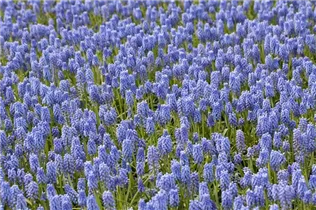 Muscari 'Early Magic' - Traubenhyazinthe 'Early Magic'