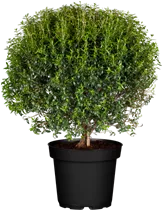 Myrtus communis 'Microphylla' - Braut-Myrte 'Microphylla' Myrtus communis 'Microphylla' - Braut-Myrte 'Microphylla'