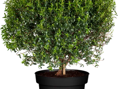 Myrtus communis 'Microphylla' - Braut-Myrte 'Microphylla' Myrtus communis 'Microphylla' - Braut-Myrte 'Microphylla'