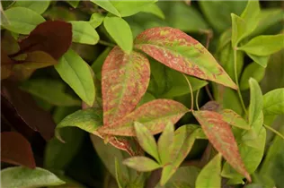 Nandina domestica 'Firepower' - Heiliger Bambus 'Firepower'