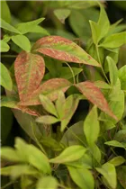 Nandina domestica 'Firepower' - Heiliger Bambus 'Firepower'