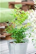 Nandina domestica 'Magical® Lemon-Lime' - Heiliger Bambus 'Magical® Lemon-Lime'