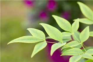 Nandina domestica 'Magical® Lemon-Lime' - Heiliger Bambus 'Magical® Lemon-Lime'