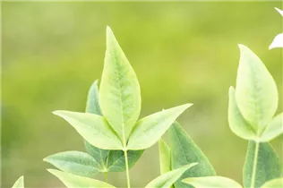 Nandina domestica 'Magical® Lemon-Lime' - Heiliger Bambus 'Magical® Lemon-Lime'