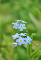 Myosotis scorpioides - Sumpf-Vergissmeinnicht Myosotis scorpioides - Sumpf-Vergissmeinnicht