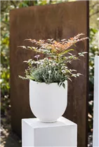 Nandina domestica 'Obsessed' - Himmelsbambus 'Obsessed'