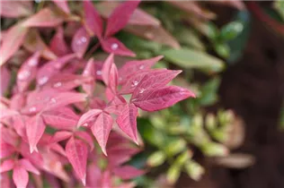 Nandina domestica 'Obsessed' - Himmelsbambus 'Obsessed'