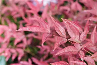 Nandina domestica 'Obsessed' - Himmelsbambus 'Obsessed'