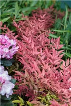 Nandina domestica 'Obsessed' - Himmelsbambus 'Obsessed'