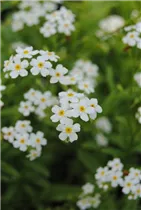 Myosotis scorpioides 'Alba' - Sumpf-Vergissmeinnicht 'Alba'