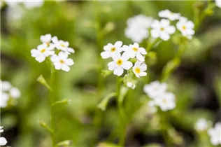 Myosotis scorpioides 'Alba' - Sumpf-Vergissmeinnicht 'Alba'
