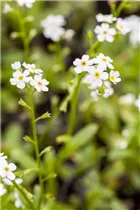 Myosotis scorpioides 'Alba' - Sumpf-Vergissmeinnicht 'Alba'